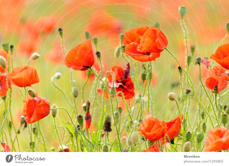 poppy as far as the eye can see Nature Plant Animal Beautiful weather Meadow Field Happy Poppy Poppy field Poppy leaf Poppy blossom Crops Flower field Red