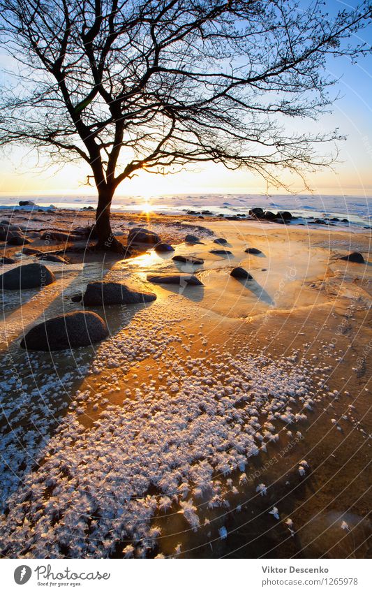 Tree near the stones on a frozen red sand Beautiful Relaxation Vacation & Travel Sun Beach Ocean Winter Snow Nature Landscape Sand Sky Horizon Rock Coast