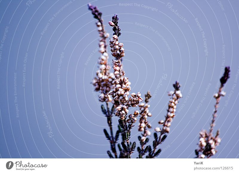 lilac blue Plant Growth Flower Blossom Sleep Autumn Winter Violet Wall (building) Progress Blue Sky Contrast Branch Twig Medicinal plant Weed