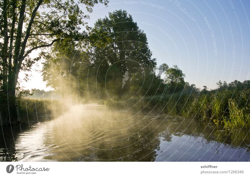 Spreedorado Decorative Crawling Morning Fog. Environment Nature Landscape Plant Cloudless sky Sunrise Sunset Sunlight Beautiful weather Tree Grass Bushes Forest