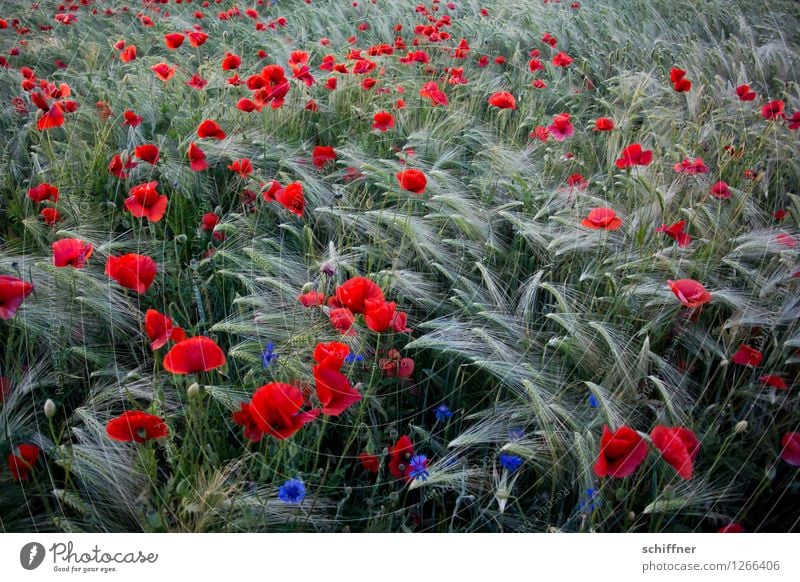 Spreedorado! Poppy seed! Plant Summer Flower Grass Agricultural crop Field Red Barley Barleyfield Barley ear Grain Grain field Poppy blossom Poppy field