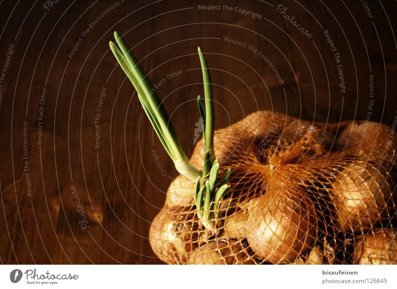 outburst Vegetable Plant Wood Net Growth Fresh Rebellious Brown Green Escape Onion onion net Shoot Nutrition Sack Expel Verdant Interior shot Deserted