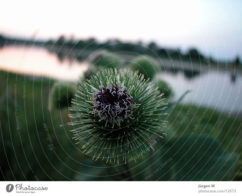 thistle Thistle Plant Green Close-up Nature Elbe Coast Water