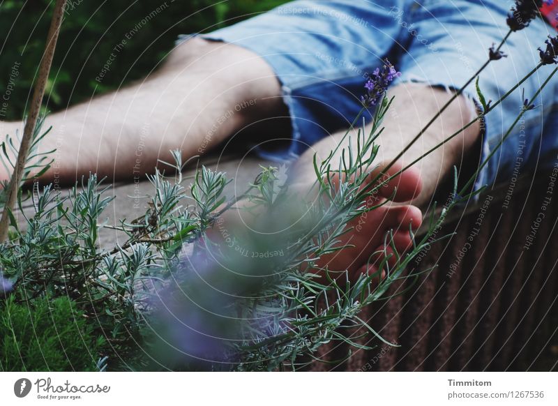 It's summer! Man Adults Legs Feet 1 Human being Beautiful weather Lavender Garden Shorts Stone Wood To enjoy Lie Simple Natural Blue Brown Green Emotions