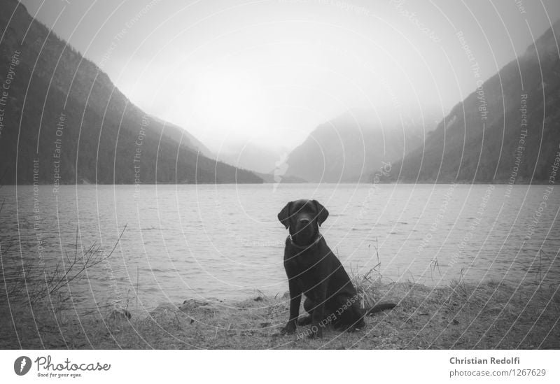 ... Fishing (Angle) Aquatics Nature Landscape Animal Water Spring Autumn Fog Rain Mountain Waves Lakeside Dog 1 Calm Black & white photo Exterior shot