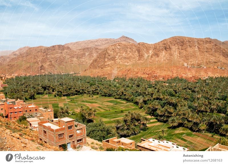 Oasis Morocco III Environment Nature Landscape Plant Sand Sky Clouds Horizon Summer Weather Beautiful weather Drought Tree Forest Hill Rock Mountain Peak Canyon