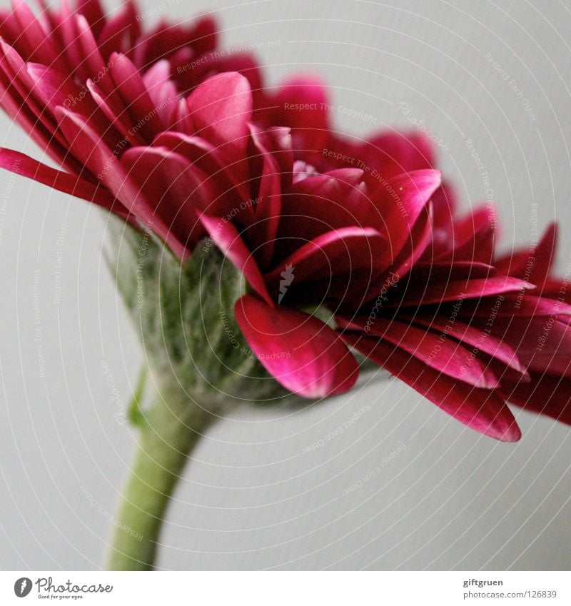 red Flower Blossom Blossom leave Plant Green Growth Macro (Extreme close-up) Close-up Nature Blossoming