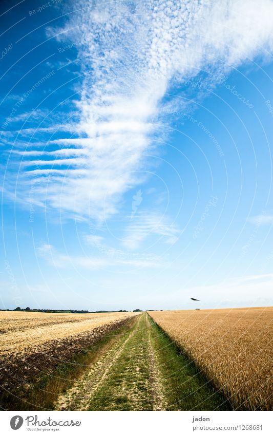 sky stairs. Architecture Environment Nature Landscape Plant Earth Sky Clouds Horizon Summer Beautiful weather Agricultural crop Grain Field Stairs