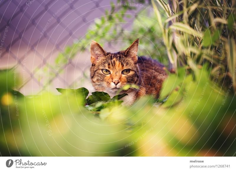 on the lookout ... Elegant Beautiful Nature Summer Beautiful weather Plant Grass Bushes Leaf Garden Pet Cat Animal face Pelt 1 Wire netting fence Observe Crouch