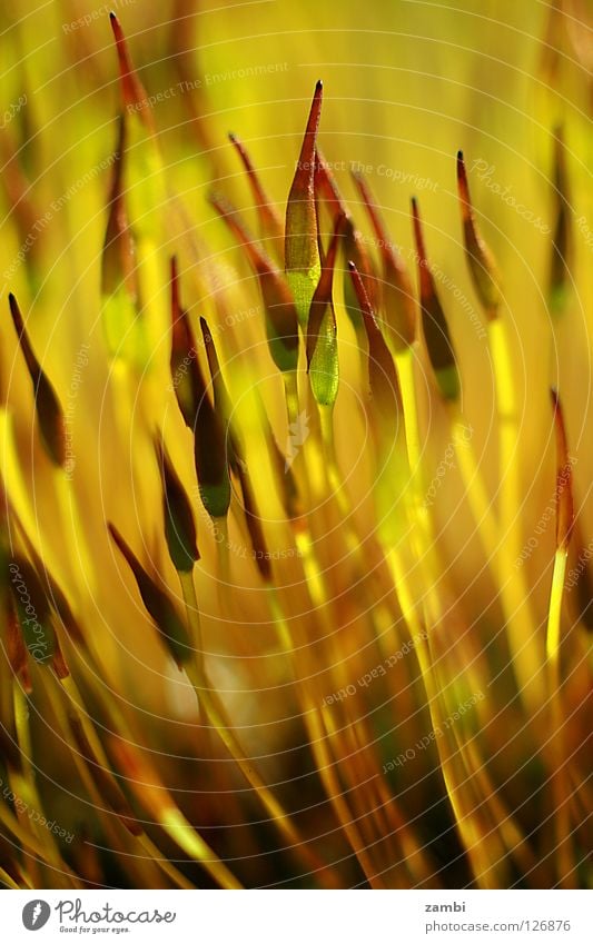 the power of the sun Yellow Back-light Meadow Maturing time Macro (Extreme close-up) Close-up Energy industry Lamp Bright Growth Nature