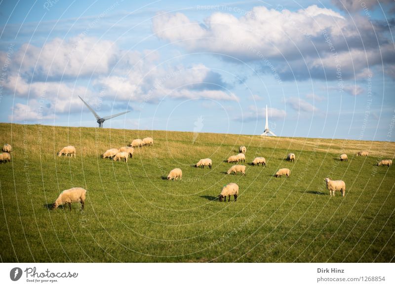 Sheep & Wind Energy Relaxation Vacation & Travel Tourism Trip Far-off places Freedom Summer vacation Sunbathing Environment Nature Landscape Sky Clouds