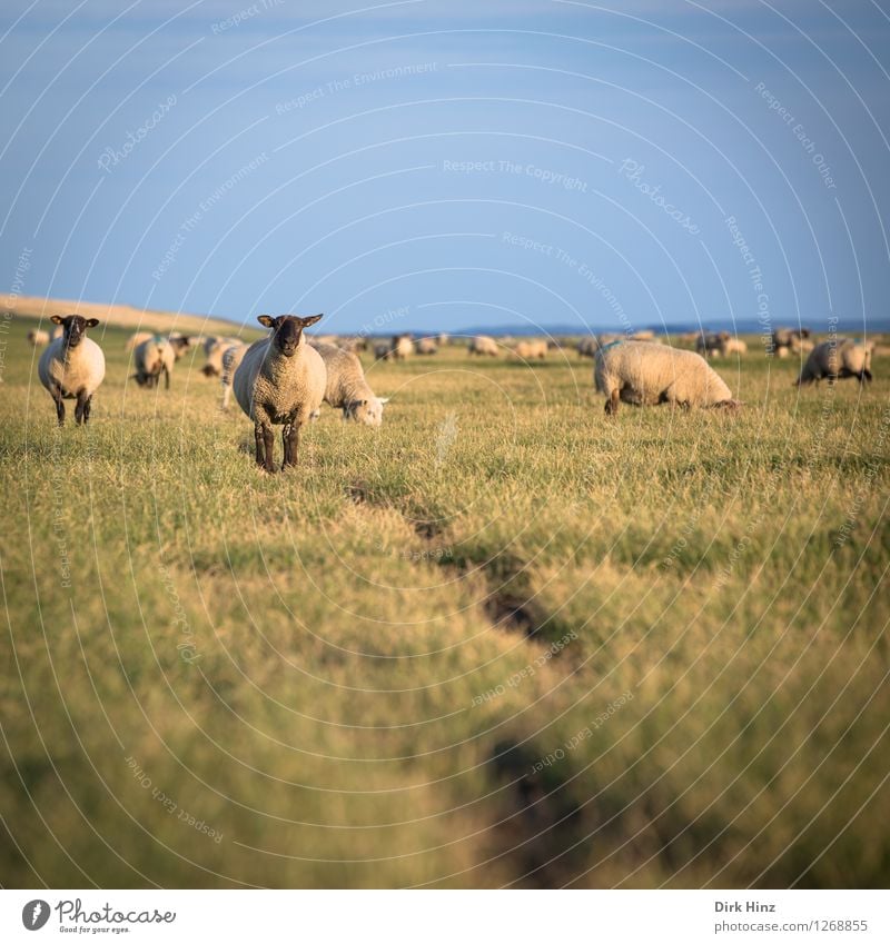 Sheep at the dike of Friedrichskoog Relaxation Vacation & Travel Tourism Trip Far-off places Freedom Summer Summer vacation Sun Animal face Group of animals