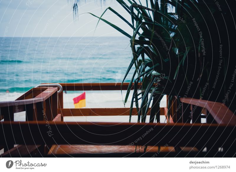 Way to the pacific beach on a nice wooden jetty with railings. To the right is fern and in the background the blue sea. Design Well-being Summer Ocean Nature