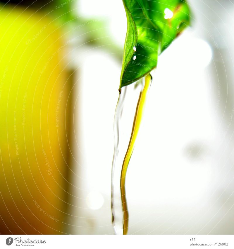 Flowing Yellow Bathroom Nature Plant Water River Bright Wet Green White Lighting s11 Sarah Kasper Close-up Macro (Extreme close-up) Reflection