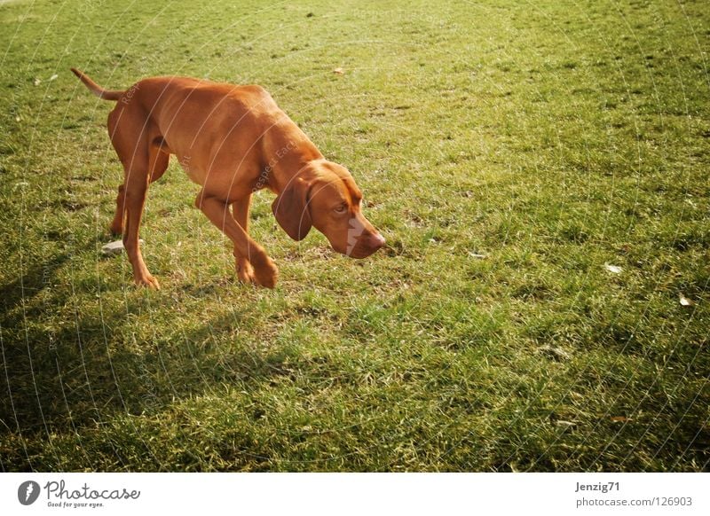 Just follow your nose. Dog Meadow Grass Search Pursue Odor Animal tracks Tracks Pet Elapse To go for a walk Mammal Nature scent persecutor Walk the dog Movement