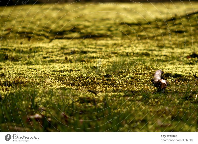 Lightning Glow Meadow Field Leaf Blade of grass Plant Dark Lamp fluoresce lightning Ground Level sternmoos reflection Shadow Bright Contrast Nature