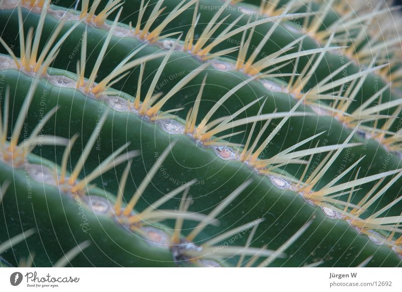 mother-in-law seat Cactus Green Close-up Desert Thorn gold ball cactus Point incite