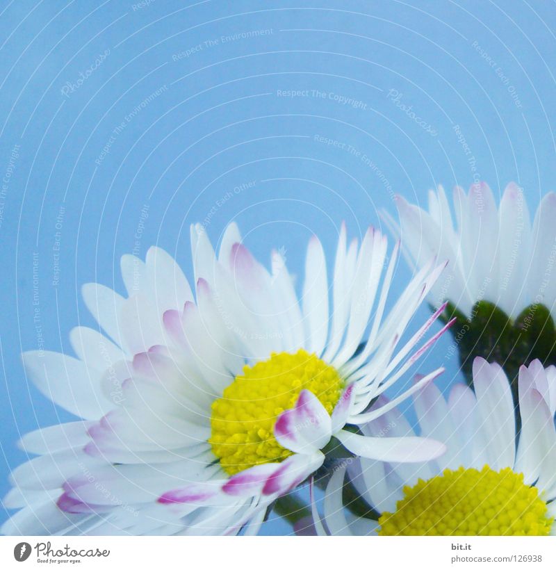 daisy II Elegant Joy Nature Spring Summer Flower Blossom Bouquet Blossoming Blue White Happy Happiness Joie de vivre (Vitality) Spring fever Romance Daisy