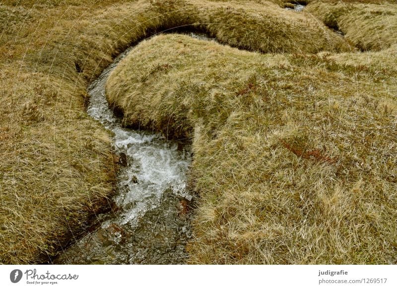 Iceland Environment Nature Landscape Plant Water Grass Brook Wet Natural Wild Soft Idyll Change Lanes & trails Colour photo Subdued colour Exterior shot