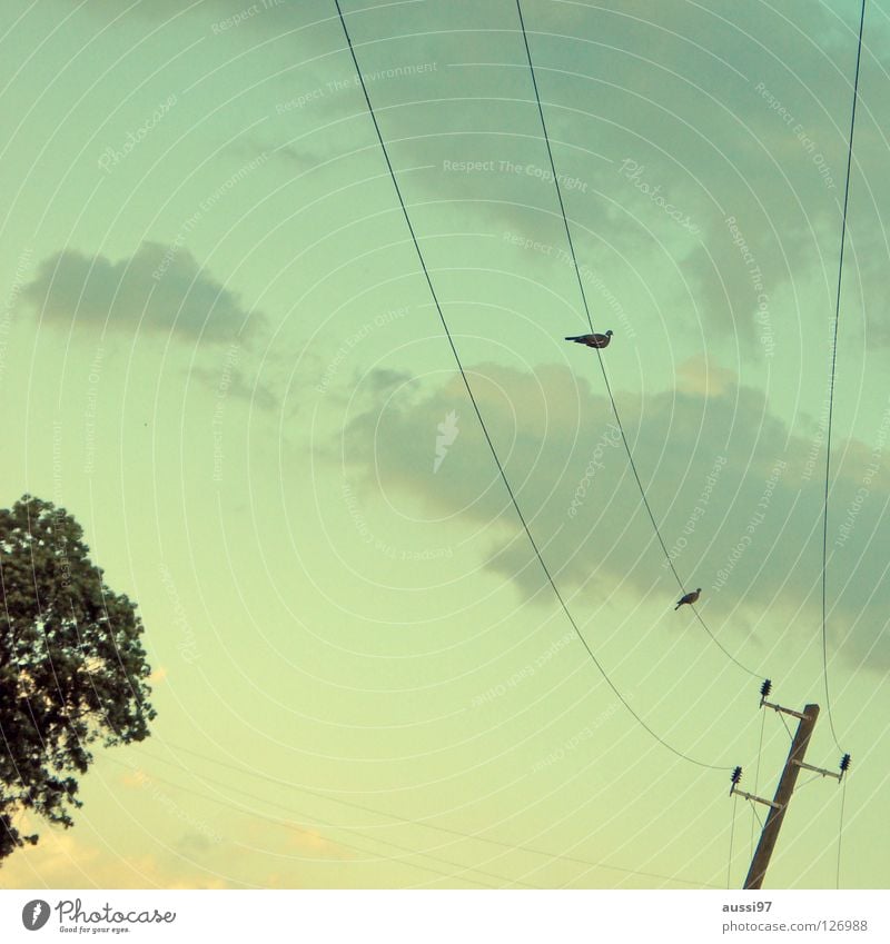 attempted rapprochement Electricity Cable Together Overhead line Bird Clouds Flirt Peace power supply Energy industry Connection Sparse Dusk Approach Society