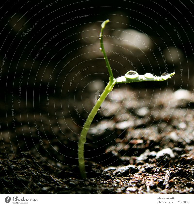 morning shower Germinate Plant Plantlet Sowing Biology Growth Maturing time Pepper Birth Small Graceful Fragile Delicate Green Drops of water sow Agriculture