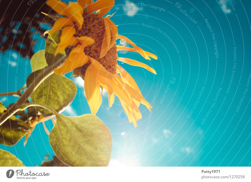 sunflower Plant Sky Summer Sunflower Blossoming Illuminate Fresh Blue Yellow Turquoise Happiness Joie de vivre (Vitality) Ease Nature Colour photo Exterior shot