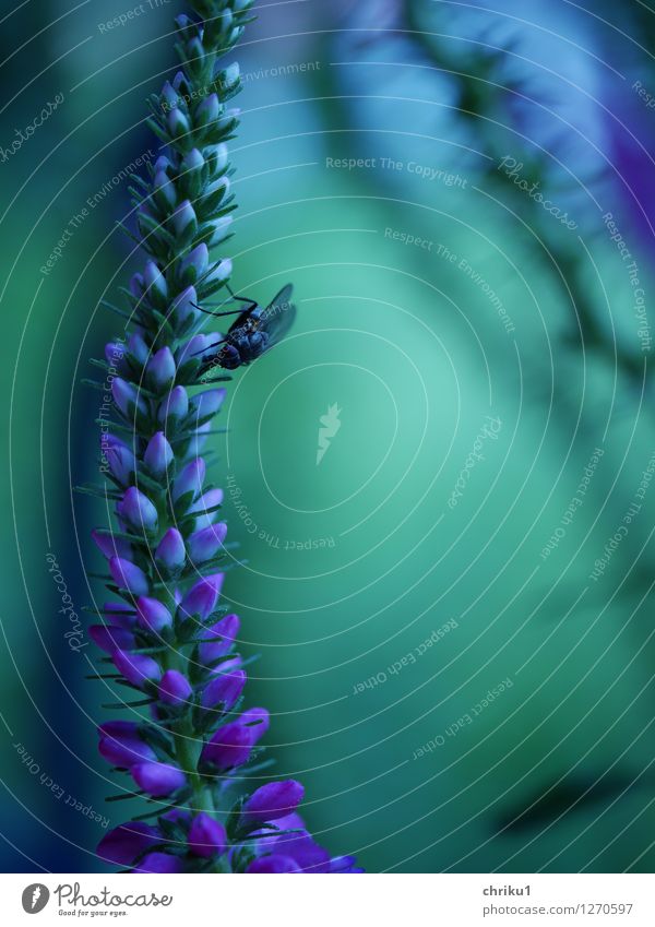 fly(r)ast Nature Animal Plant Bushes Blossom Garden Fly Wing 1 Blue Green Violet Colour photo Macro (Extreme close-up) Twilight Shallow depth of field