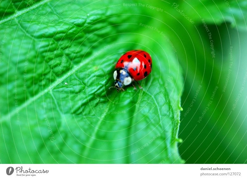 red green contrast Ladybird Red Green Symbols and metaphors Leaf Rachis Insect Crawl Macro (Extreme close-up) Close-up Summer Contrast Detail Happy Beetle