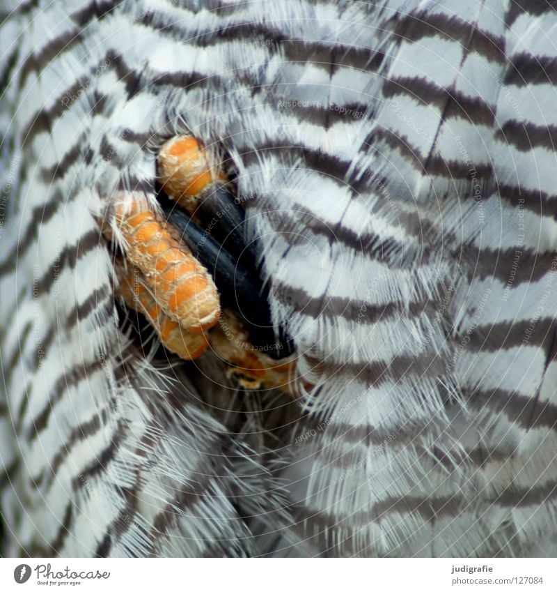 grasp Bird Hawk Common buzzard Claw Fist Hand Feather Pattern Stripe Animal Bird of prey Environment Yellow White Black Brown Macro (Extreme close-up) Close-up