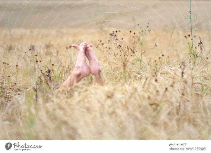 Life's good moments Summer Plant Agricultural crop Grain field Cornfield Field Observe Relaxation To enjoy Dream Brash Happiness Happy Natural Curiosity