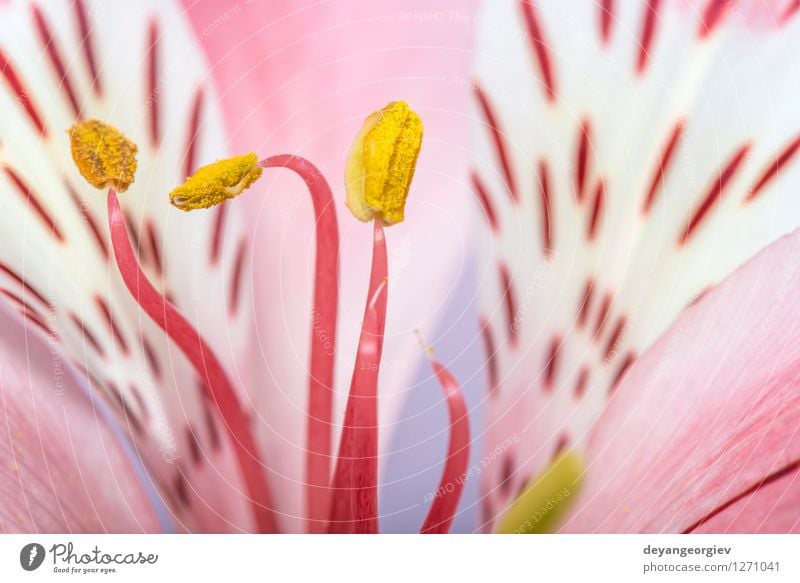 Macro shot flower Beautiful Summer Garden Nature Plant Flower Blossom Fresh Natural Yellow Pink Red White Colour close up background Beauty Photography Lily