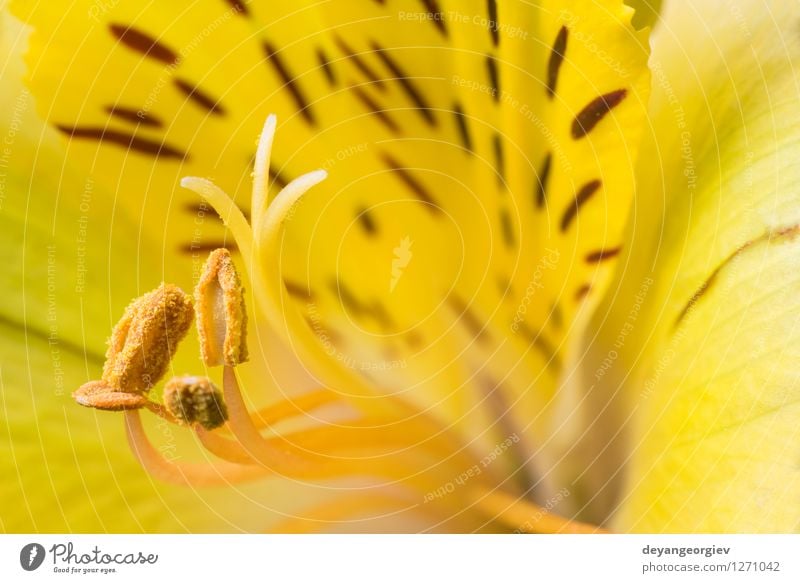 Macro shot flower Beautiful Summer Garden Nature Plant Flower Blossom Fresh Natural Yellow Pink Red White Colour close up background Beauty Photography Lily