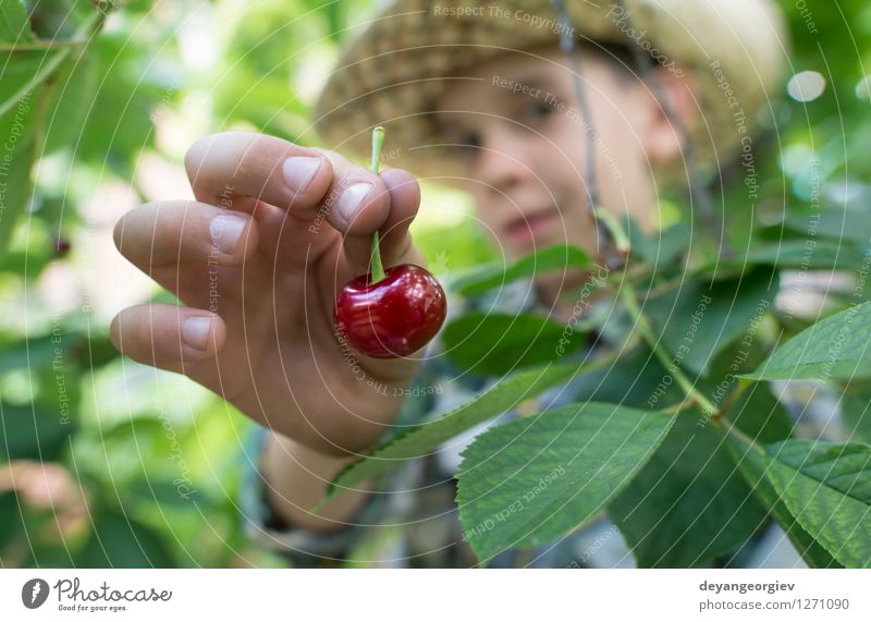 Child harvesting Morello Cherries Fruit Eating Joy Summer Garden Gardening Girl Family & Relations Infancy Hand Nature Fresh Small Delicious Cute Juicy Green