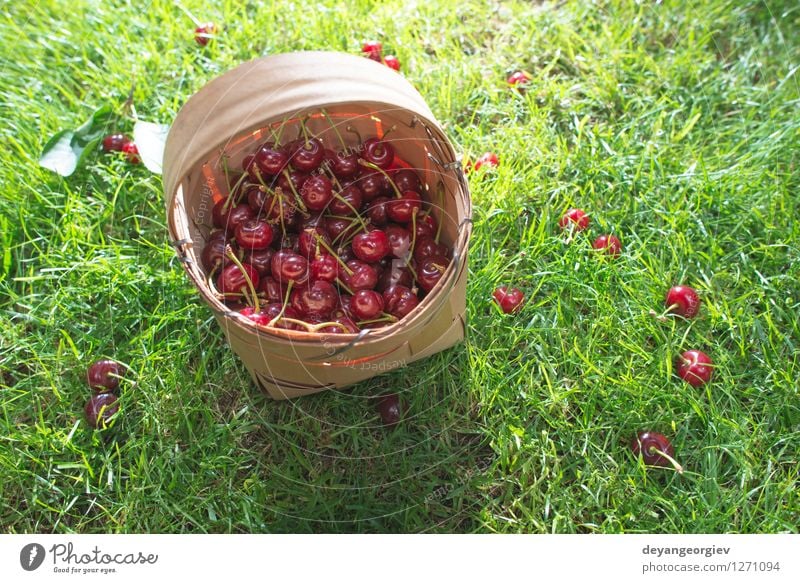 Morello Cherries in basket on green meadow Fruit Beautiful Summer Garden Gardening Nature Tree Grass Leaf Meadow Fresh Natural Juicy Green Red Basket Cherry