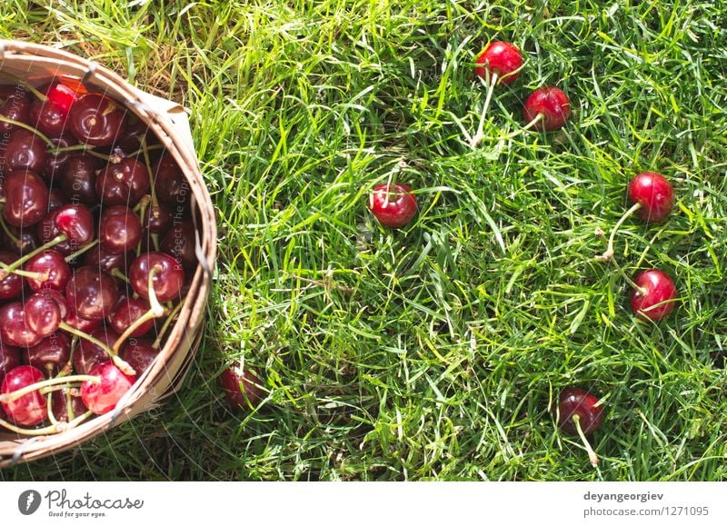 Morello Cherries in basket on green meadow Fruit Beautiful Summer Garden Gardening Nature Grass Leaf Meadow Fresh Natural Juicy Green Red Basket Cherry morello