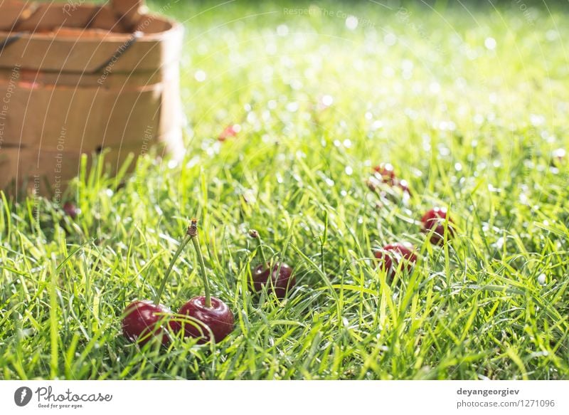 Morello Cherries in basket on green meadow Fruit Beautiful Summer Garden Gardening Nature Grass Leaf Meadow Fresh Natural Juicy Green Red Basket Cherry morello