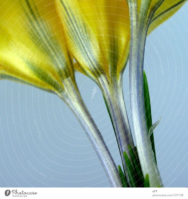 crocus Crocus Flower Blossom Plant Blossom leave Force Spring Yellow Arrangement Stripe Striped Green Under 3 Macro (Extreme close-up) Close-up Nature Orange