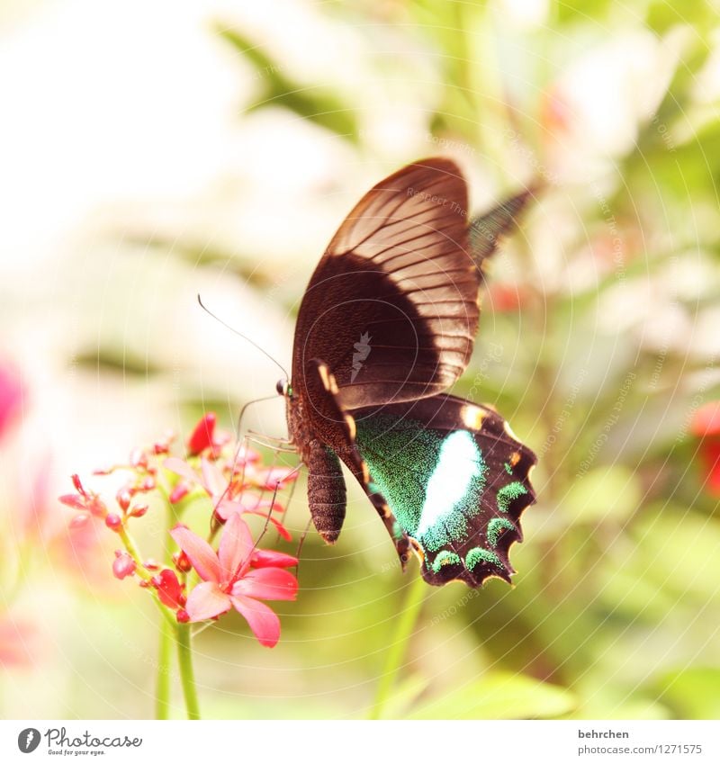 pretty - prettier - prettiest Nature Plant Animal Spring Summer Flower Leaf Blossom Garden Park Meadow Wild animal Butterfly Wing 1 Blossoming Flying To feed