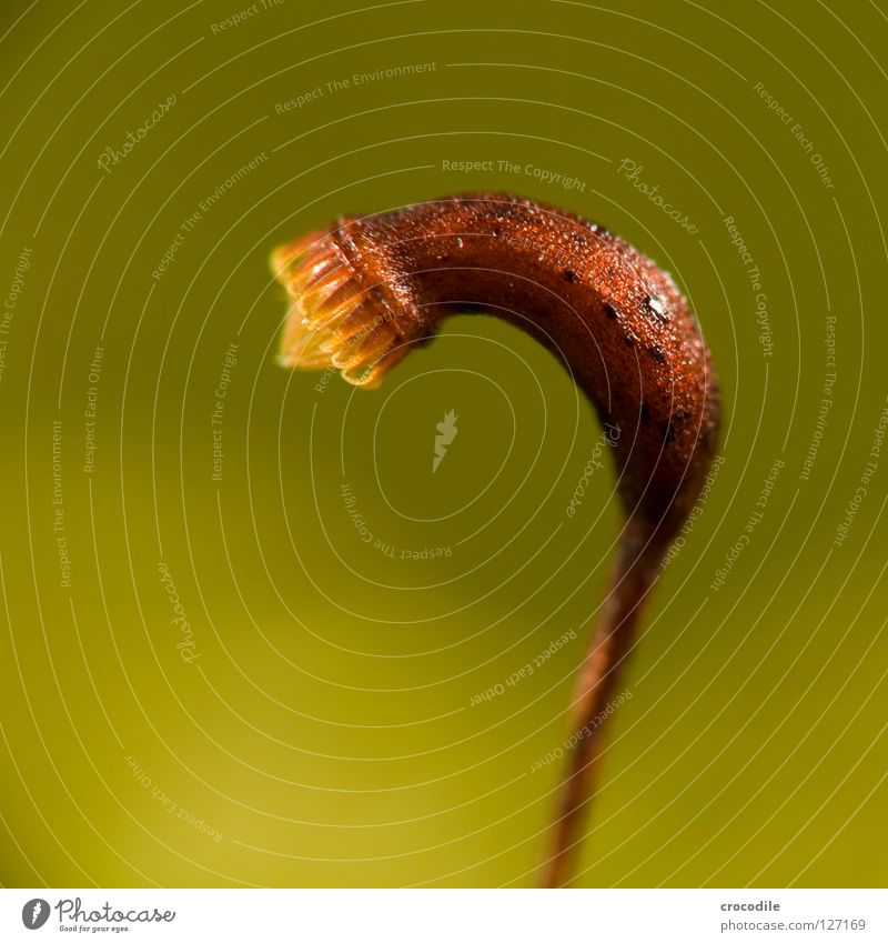 macro-moos Macro (Extreme close-up) Brown Propagation Close-up Seed Plant