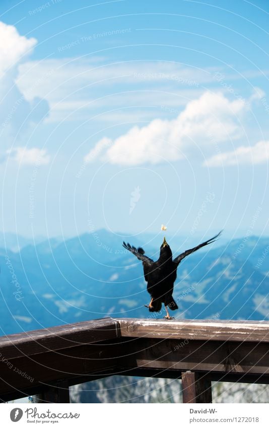 I got it. Environment Nature Landscape Air Sky Clouds Summer Beautiful weather Hill Rock Alps Mountain Animal Bird Wing 1 Movement Catch Aim Legs mountain bird