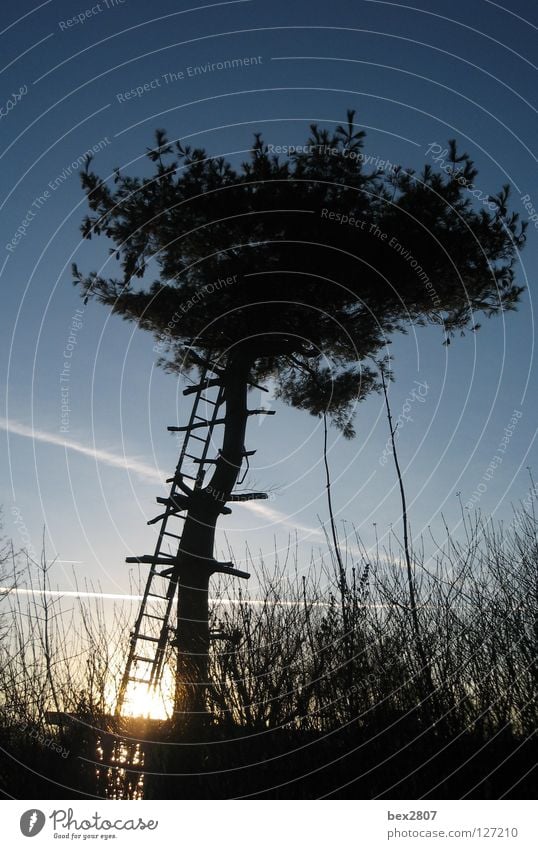 House in the tree ... Tree Tree trunk Nature Bushes Autumn Ladder Sky Blue Sun