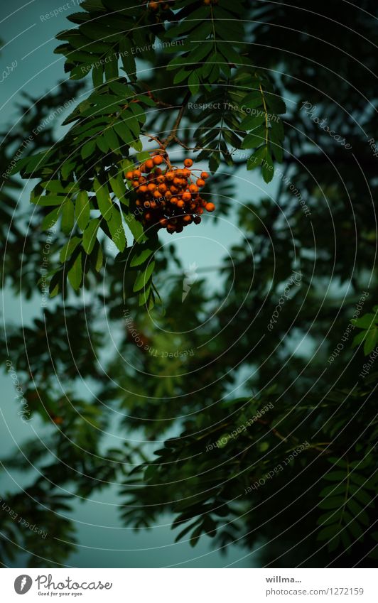 Dr Vugelbeerbaam - rowan tree with rowan berries Rowan tree Rowan tree leaf Rawanberry Dark Green Red naturally Seed head Colour photo Evening Twilight