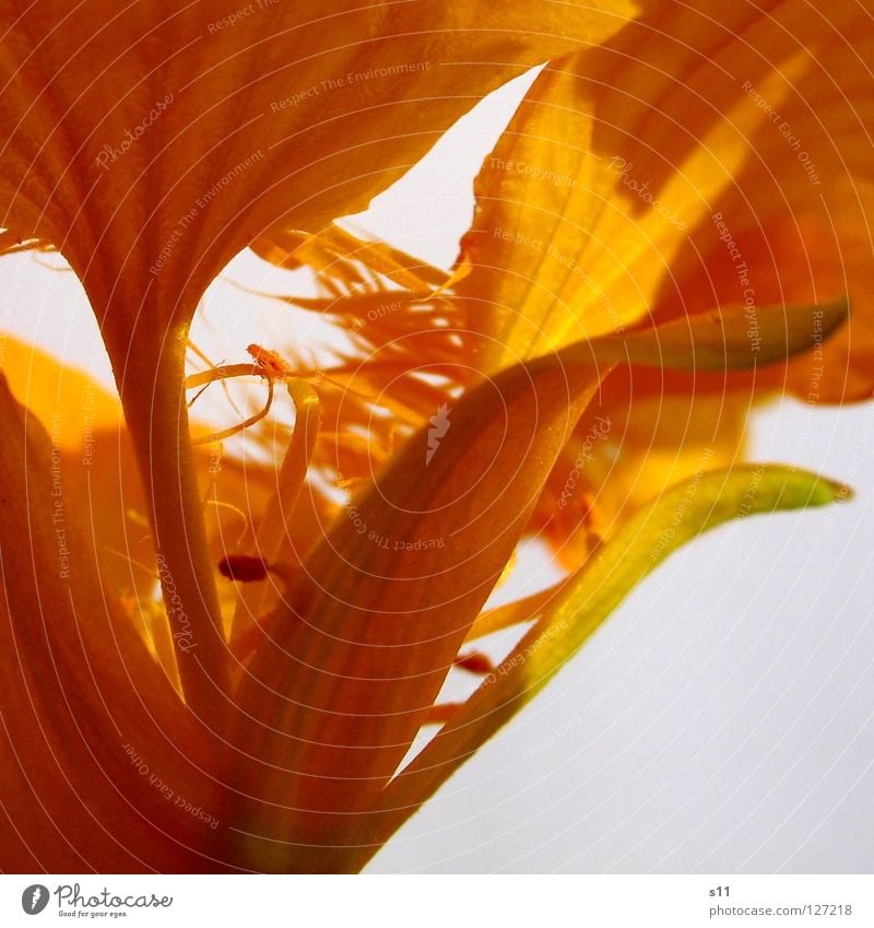 CapuchinFlower Blossom Plant Yellow Light Blossom leave Cute Insight Macro (Extreme close-up) Close-up Summer Power Force Nature Orange Lamp s11 Sarah Kasper