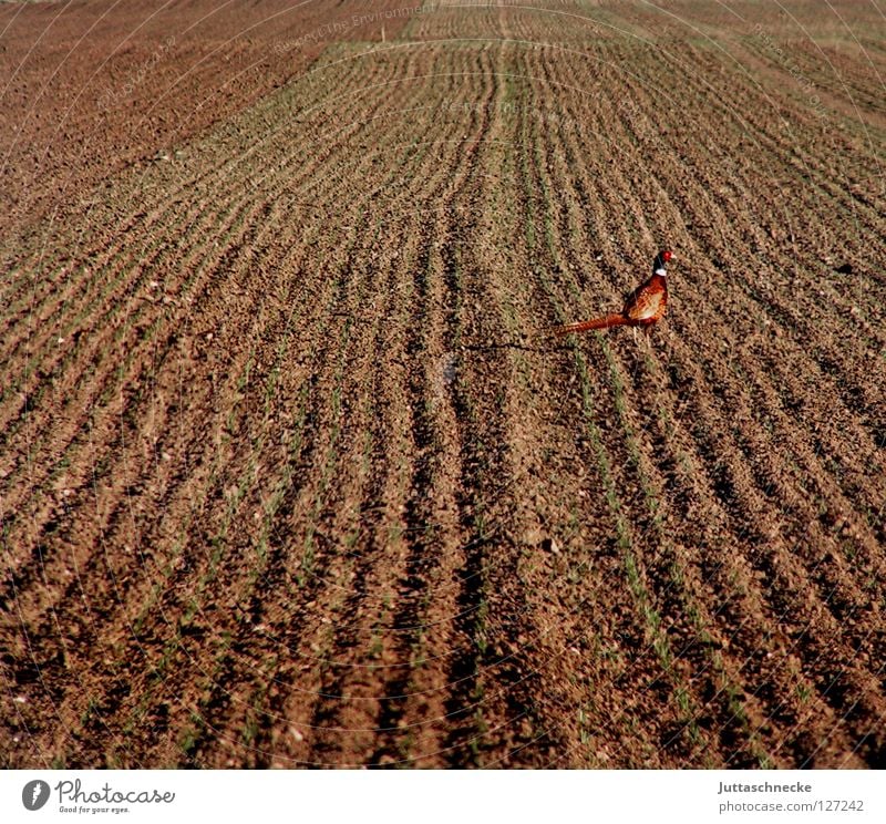 Better well camouflaged than badly shot. Field Plow Plowed Pheasant Bird Camouflage Brown Spring Hunter Timidity Partidge Hunting Hunting Blind Wild animal