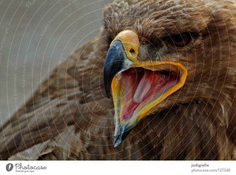 eagle Eagle Bird Bird of prey Beak Feather Ornithology Animal Beautiful Scream Environment Colour steppe eagle Tongue Pride Looking Life Nature