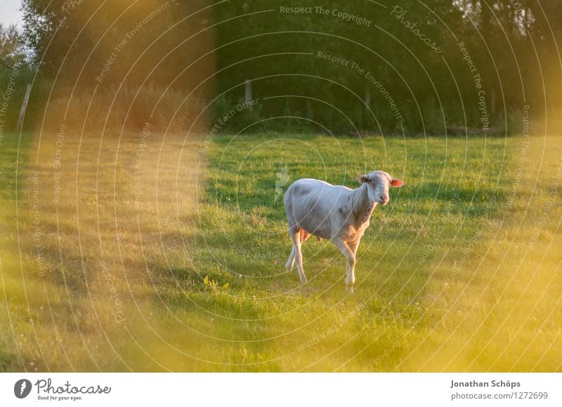 Shaun the sheep Environment Nature Landscape Summer Beautiful weather Plant Grass Meadow Animal Farm animal 1 Joie de vivre (Vitality) Sheep Individual Idyll