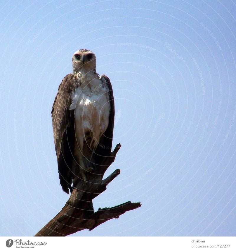 Ah, tasty little animal! Colour photo Exterior shot Day Freedom Aviation Sky Wild animal Bird Claw Catch Flying Blue Pride Power Might Appetite Dangerous Eagle