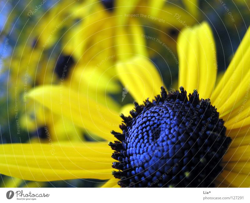 flower meadow Flower Blossom Flower meadow Meadow Summer Blossom leave Yellow Glittering Pollen Force Sprout Multicoloured Colour Deep Blue Plantlet Pistil