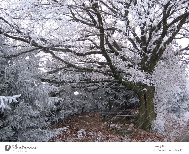 snowed in Freedom Winter Snow Nature Landscape Ice Frost Tree Forest Small Town Lanes & trails Old Bright Cold Bench Exterior shot Day