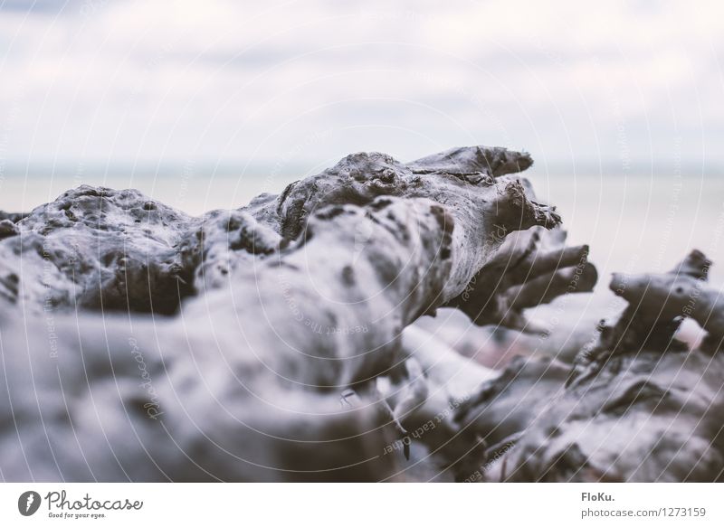 wooden landscape Environment Nature Plant Coast Beach Wood Old Gloomy Dry Gray Tree trunk Shriveled Branch Burl wood Driftwood Flotsam and jetsam Bleached